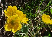53 Geum peptans - Cariofilliata delle pietraie
